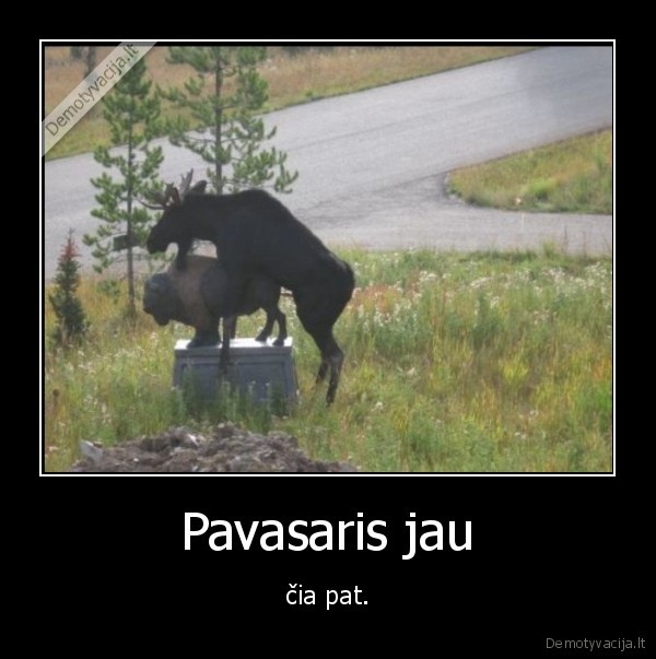 elnias,briedis,pavasaris