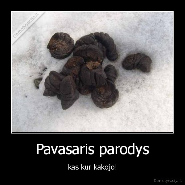 pavasarys, kakojo, sudai, shit, sunys, fekalijos, ismatos