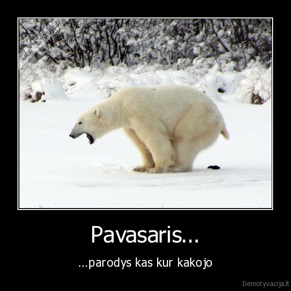 pavasarys,kakojo,meska,lokys