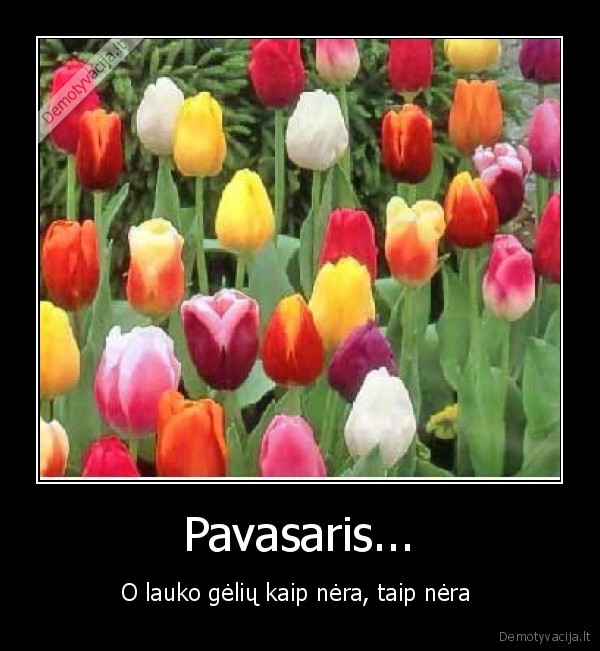 laukas,geles,pavasaris