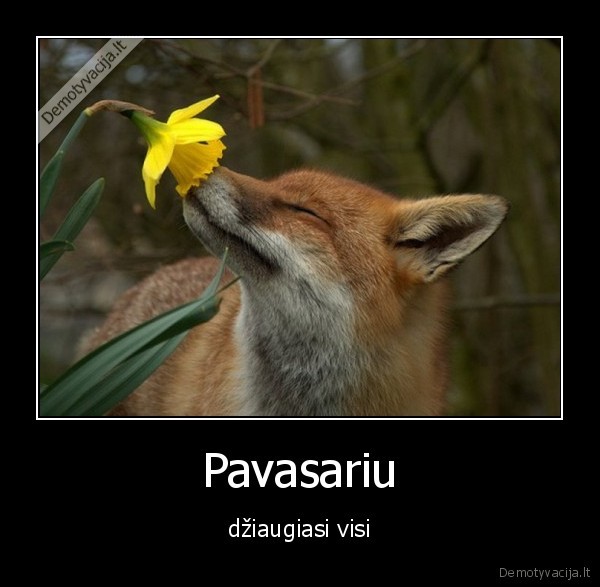 Pavasariu