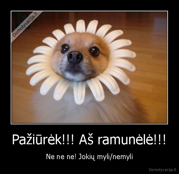 juokas