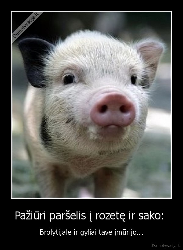 Pažiūri paršelis į rozetę ir sako: 