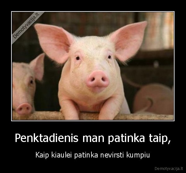 penktadienis,kiaule