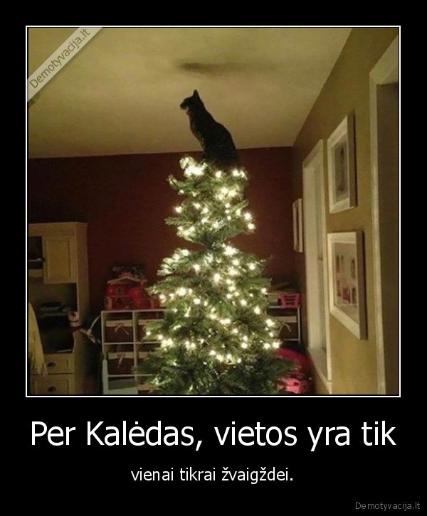 kaledos,mielas, katinas,katinas, zvaigzde,egle