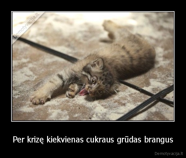 cukrus,krize