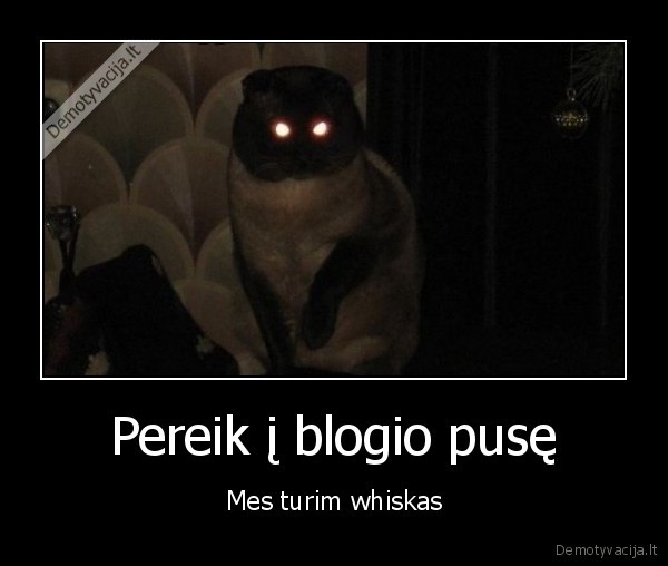 kates,whiskas