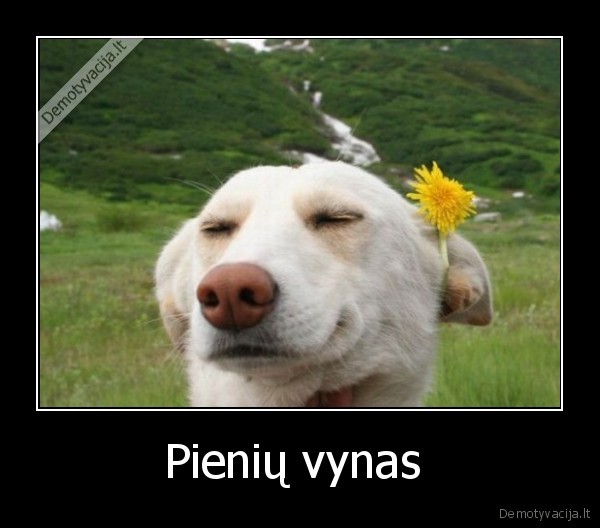 Pienių vynas 
