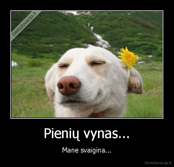 Pienių vynas...