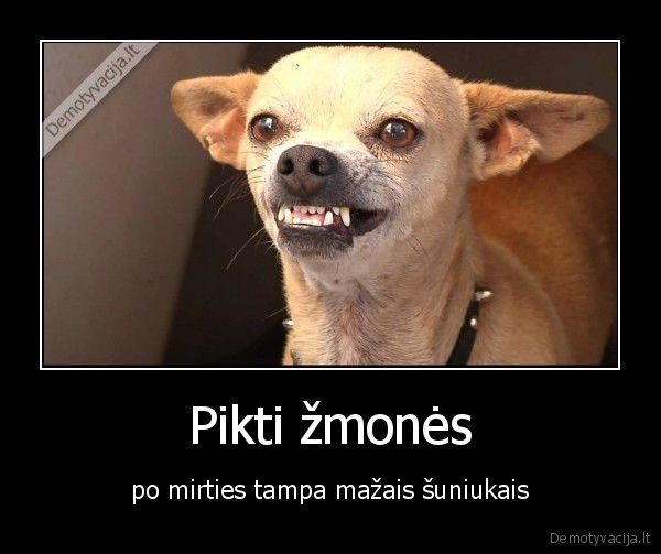 suniukas,piktas