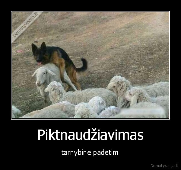 suo,avis