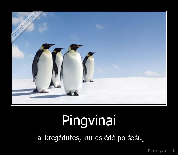 dieta,stori, pauksciai