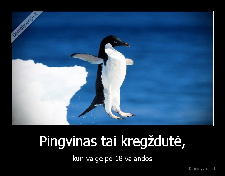 pingvinas,kregzdute,dieta,maistas