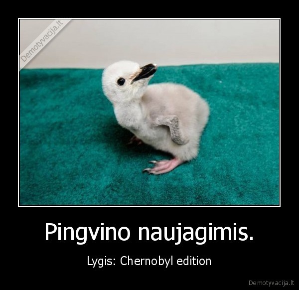 Pingvino naujagimis.