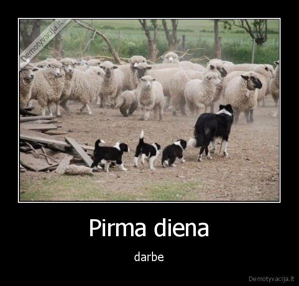 darbas,naujas,pirma,diena