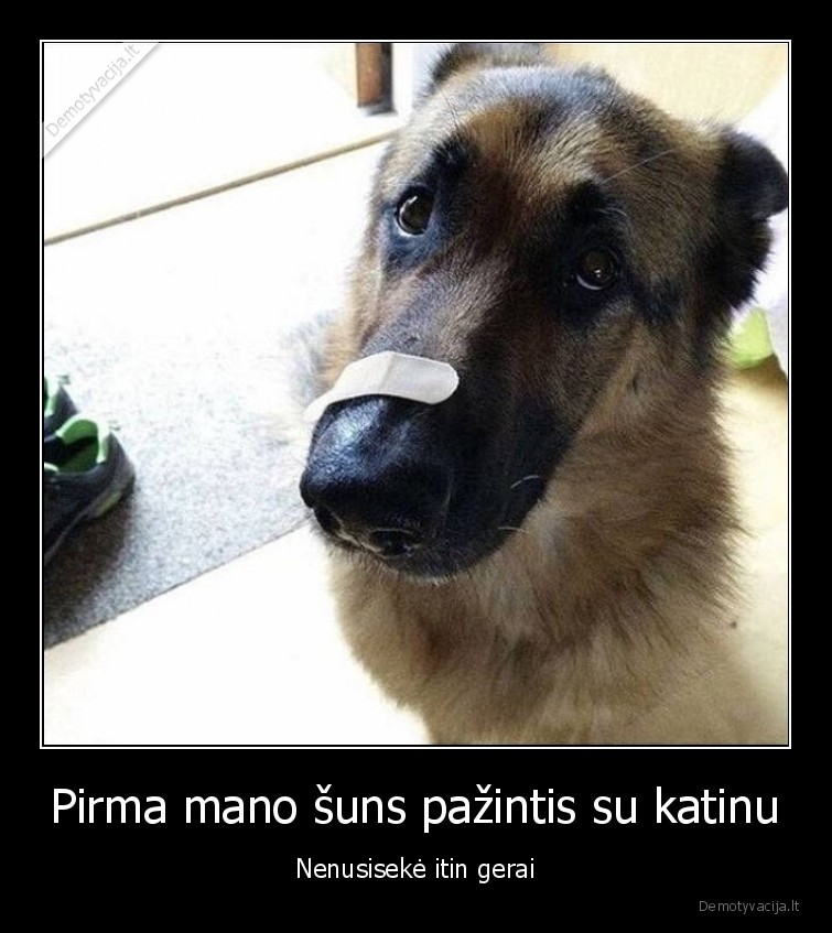 suo,katinas