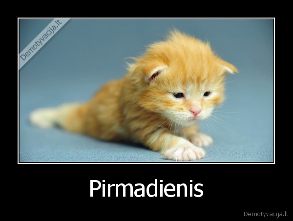 kaciukas,miau,rytas,pirmadienis