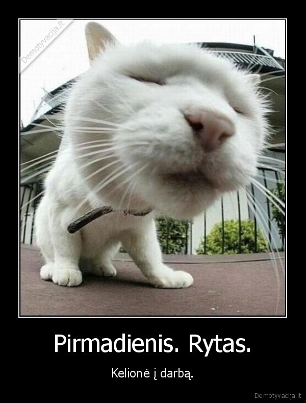Pirmadienis. Rytas.