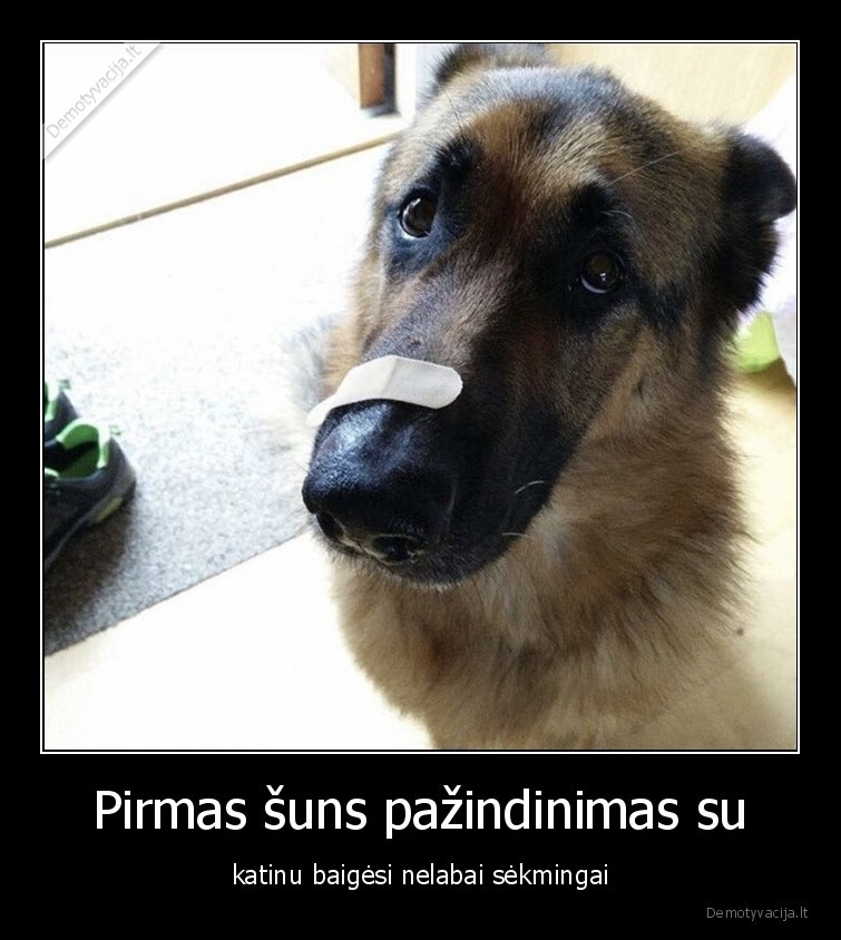 katinai,sunys,pazindinimas,gyvunai,augintiniai,pleistras