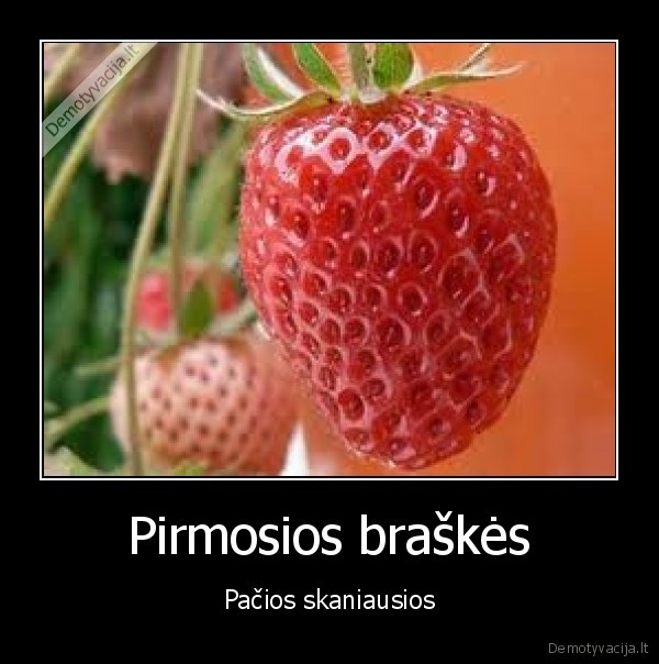 Pirmosios braškės