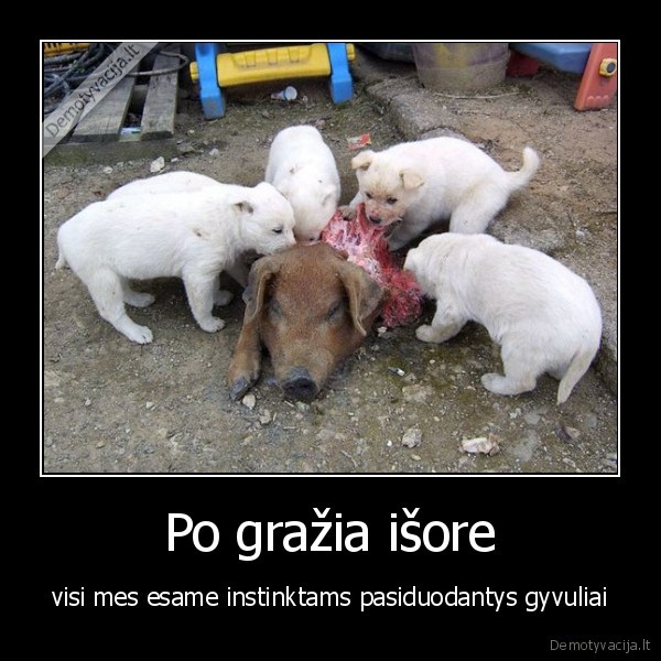 Po gražia išore