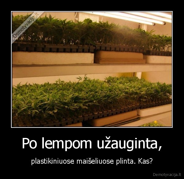 plastiko,meiseliuose,plinta,tai,kas,po,lempom,uzauginta