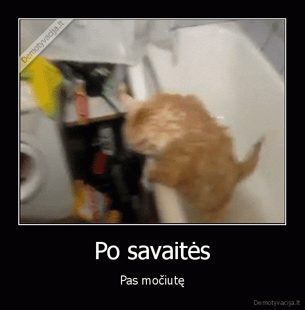 juokingas, katinas,storas, katinas,mociutes, maistas