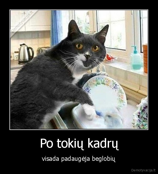 zmones, tikejimas, kvailumas, katinas, ismestas, is, namu