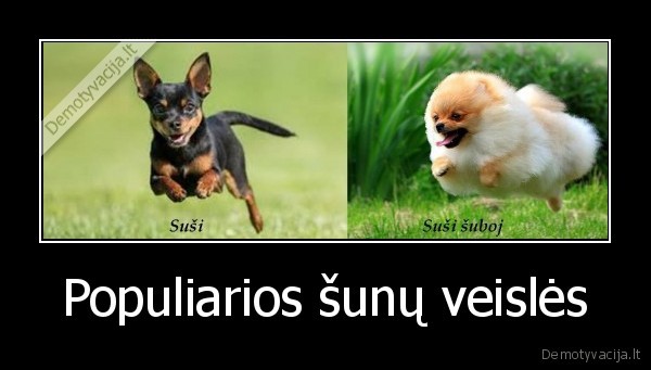 Populiarios šunų veislės