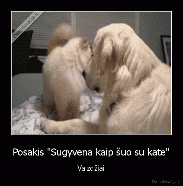 juokingas, suo,juokinga, kate
