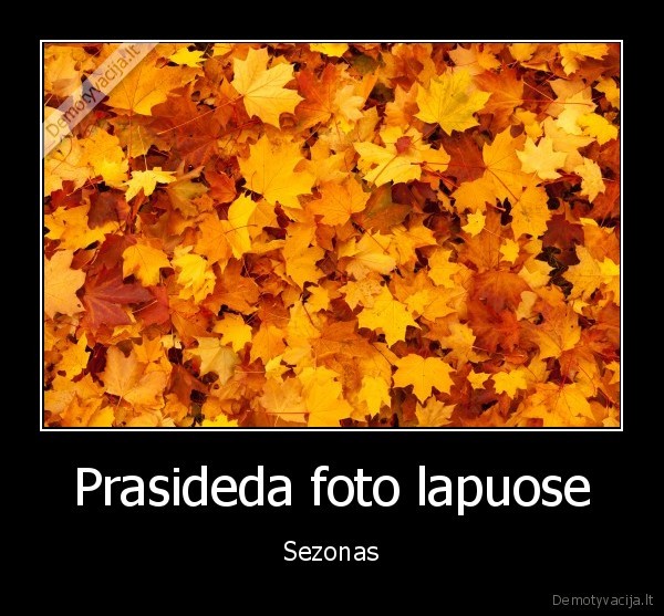 Prasideda foto lapuose