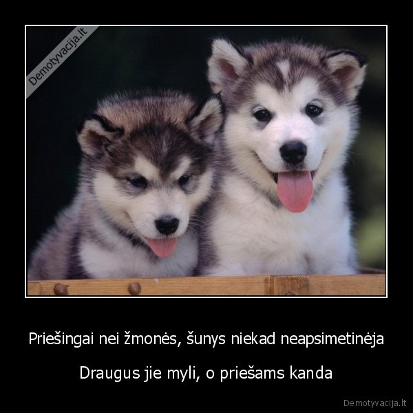 Priešingai nei žmonės, šunys niekad neapsimetinėja