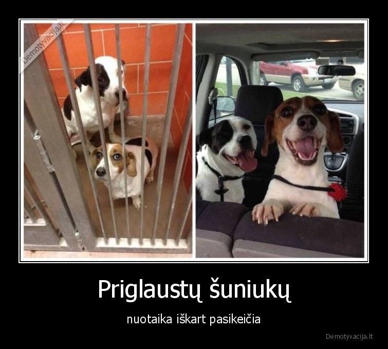 suniukai,sunys,prieglauda
