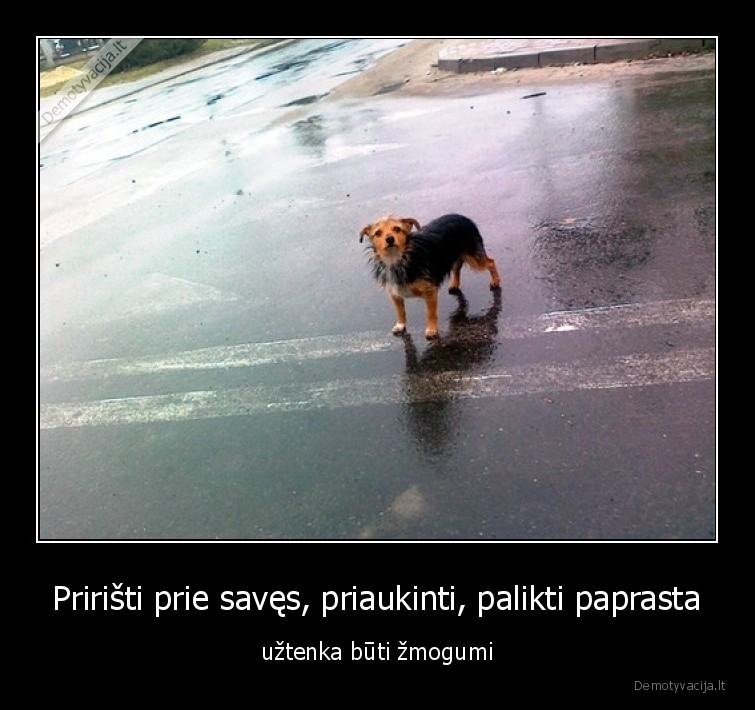 zmogus,gyvunai,draugyste,suo,palikti