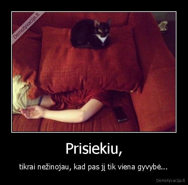 gyvybes,katinas, zudikas