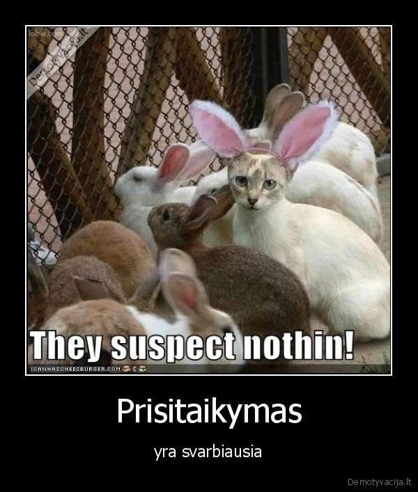 Prisitaikymas