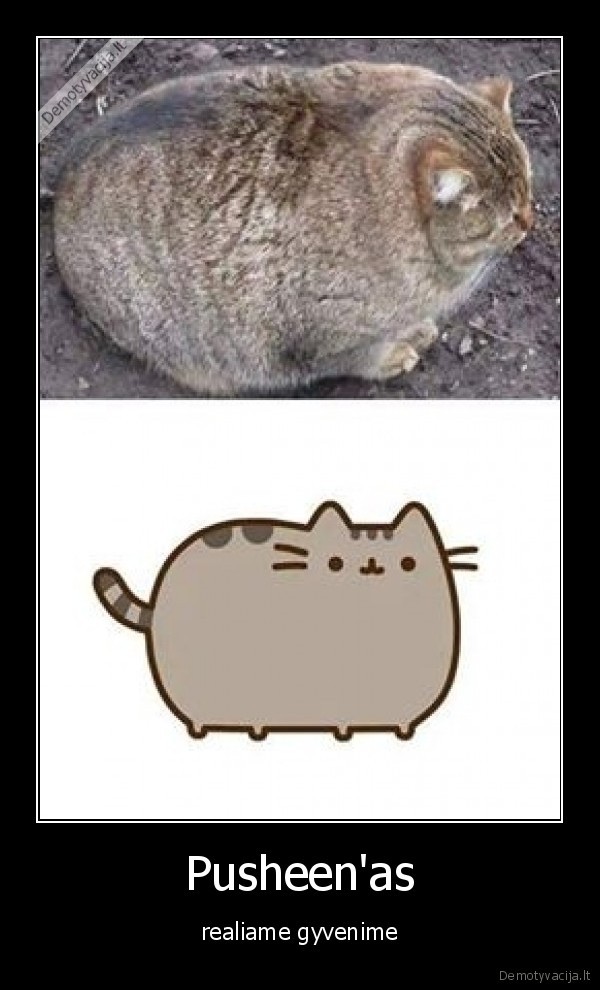 pusheen,kate,katinas,storas,gyvenimas