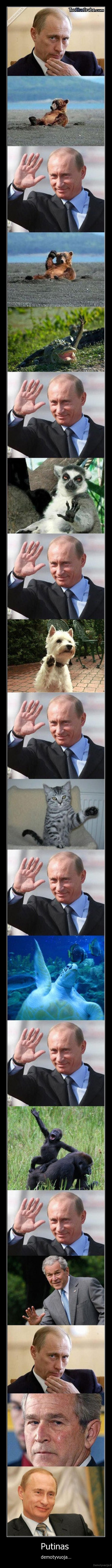 putinas,bush,busas,politika,gyvunai,labas,hi, 5