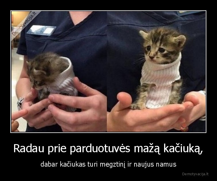 kaciukas,katinas,mazas,nauji,namai