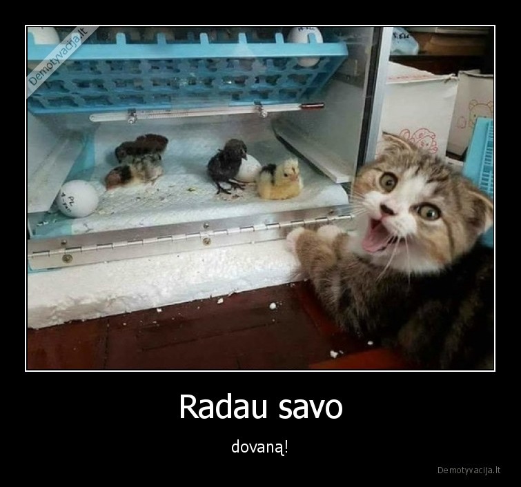 dovana,visciukai,katinas,kiausiniai
