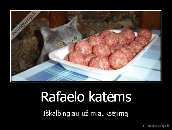 Rafaelo katėms