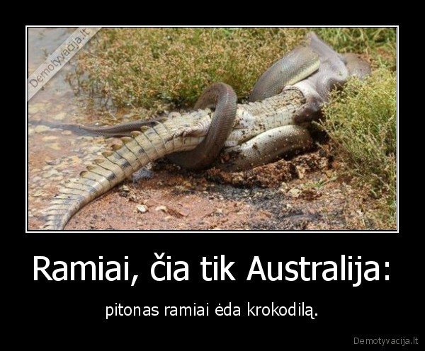pitonas,krokodilas,australija