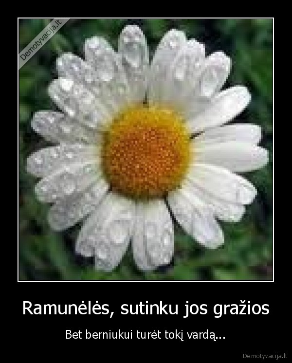 Ramunėlės, sutinku jos gražios