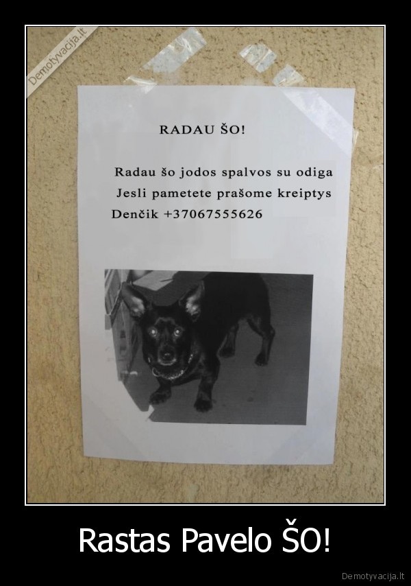 dingo, so, jodos, spalvos, be, odigos