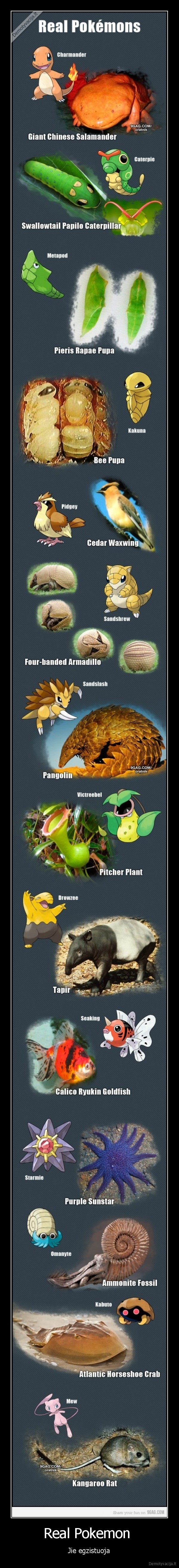 pokemonai