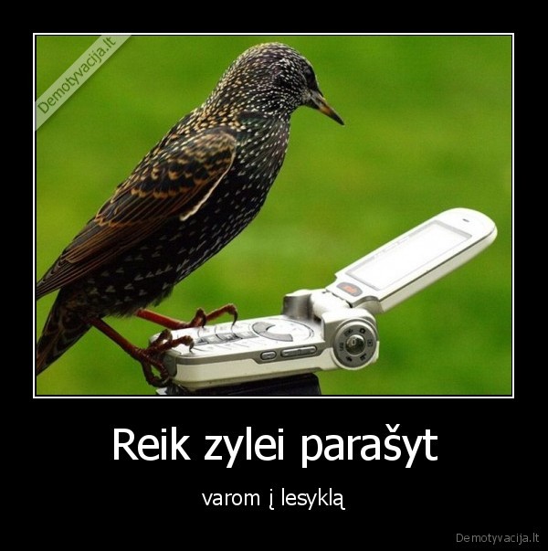 Reik zylei parašyt