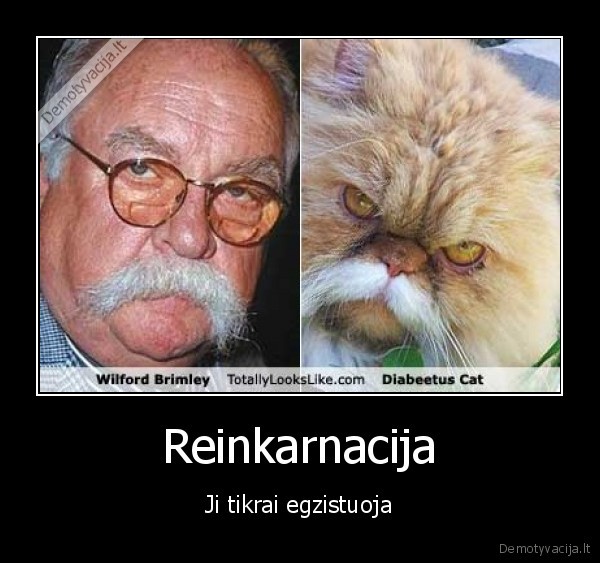 Reinkarnacija