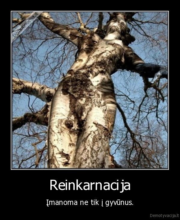 medis,moteris,reinkarnacija,grazus, medis