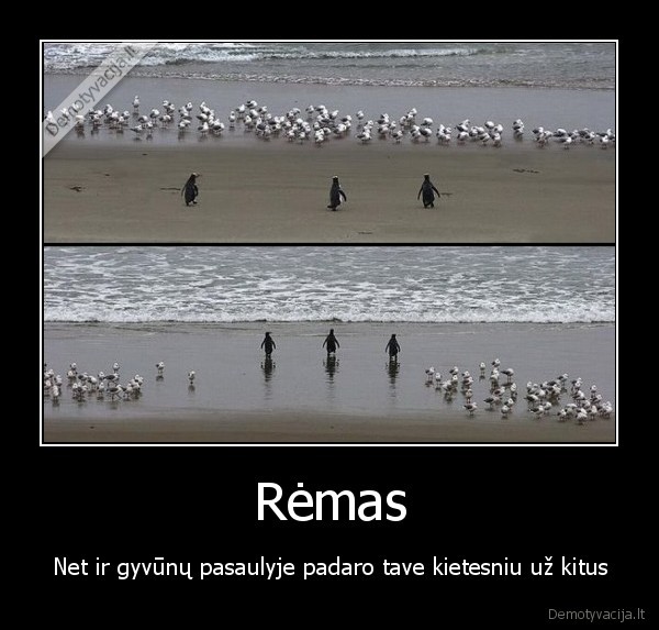 pingvinas,pingvinai