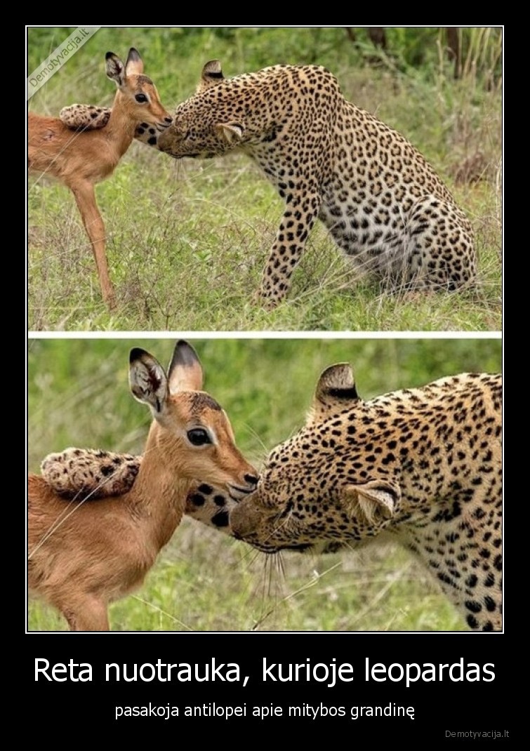 mityba,grandine,leopardas,antilope